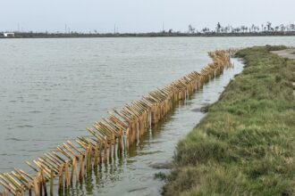 布袋鹽田設立護鳥圍籬　守護小燕鷗重要繁殖棲地