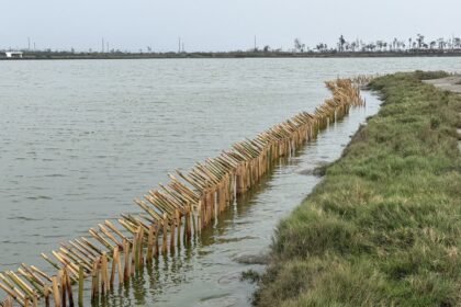 布袋鹽田設立護鳥圍籬　守護小燕鷗重要繁殖棲地