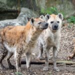 國際鬣狗日　解密斑點鬣狗的「反差萌」日常