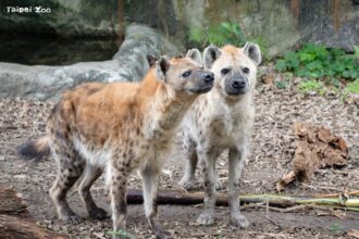 國際鬣狗日　解密斑點鬣狗的「反差萌」日常