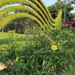 顛覆樸實印象！士林官邸金針花盛放　花型碩大、色彩層次宛如百合鳶尾