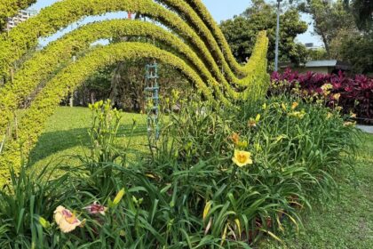 顛覆樸實印象！士林官邸金針花盛放　花型碩大、色彩層次宛如百合鳶尾