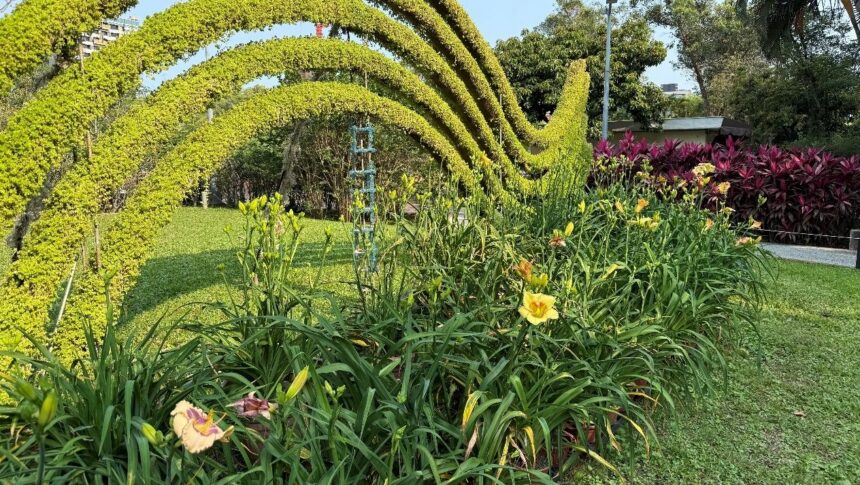 顛覆樸實印象！士林官邸金針花盛放　花型碩大、色彩層次宛如百合鳶尾