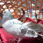 2026義竹鴿笭文化季開籠儀式　熱鬧登場