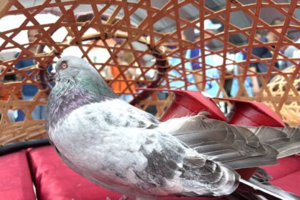 2026義竹鴿笭文化季開籠儀式　熱鬧登場