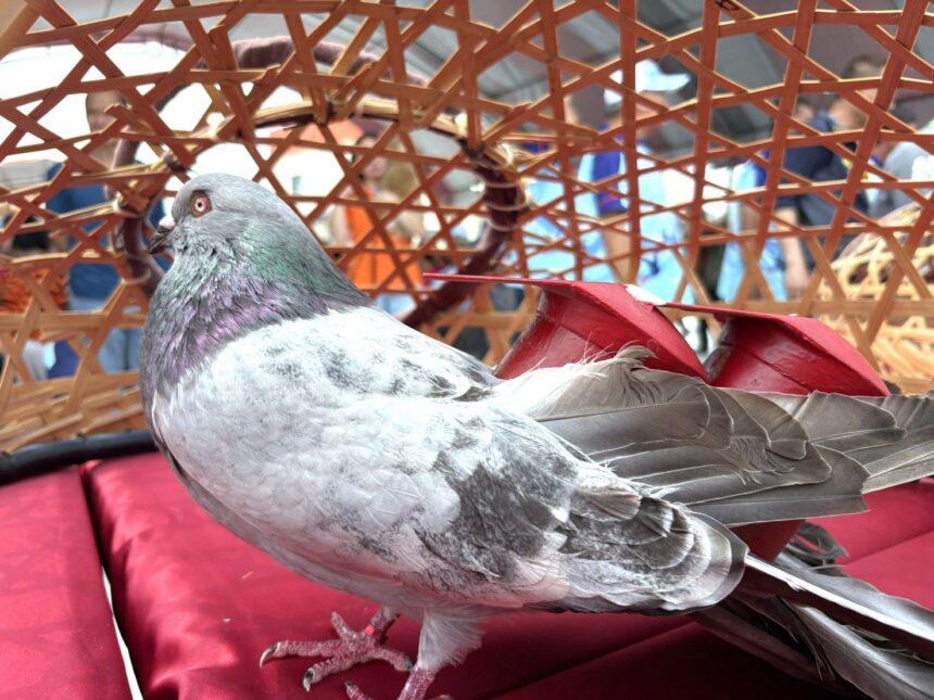 2026義竹鴿笭文化季開籠儀式　熱鬧登場