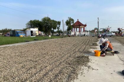 面對美國花生零關稅衝擊　張麗善喊話中央:妥善規劃因應方案　保障在地產業及農民收益