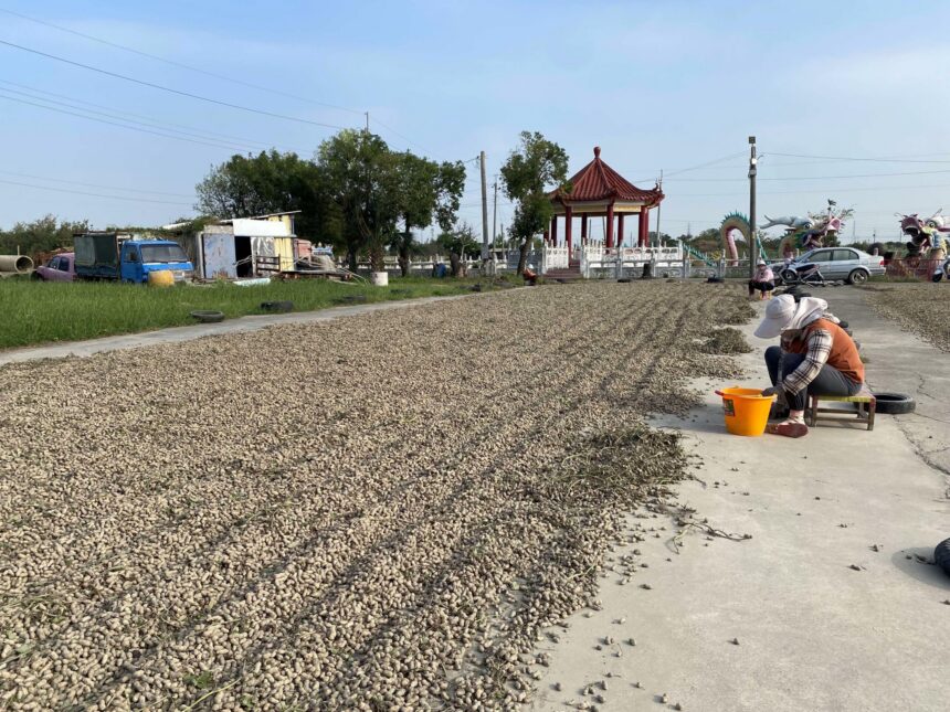 面對美國花生零關稅衝擊　張麗善喊話中央:妥善規劃因應方案　保障在地產業及農民收益