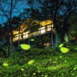 嘉義的光不間斷　嘉義山區4月賞螢季浪漫開跑