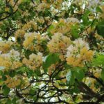 仁愛路換新裝　銀葉菊與石竹點亮臺北最美綠意軸線