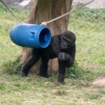 兒童節就要CHILL玩！看大猩猩耍酷、學昆蟲保育　還能免費入園