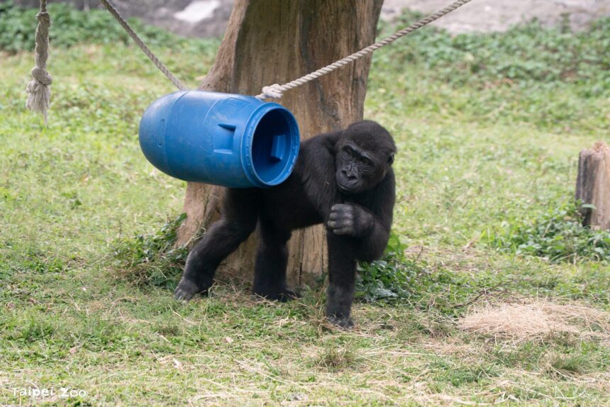 兒童節就要CHILL玩！看大猩猩耍酷、學昆蟲保育　還能免費入園