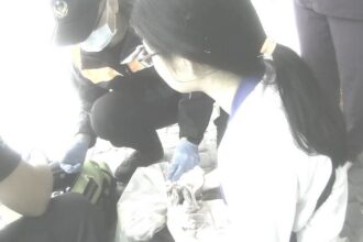 蜀葵花季突發昏厥　員警即時協助送醫化解危機