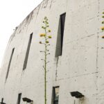 真實的巨大花莖「龍舌蘭」　穿山甲館旁華麗綻放