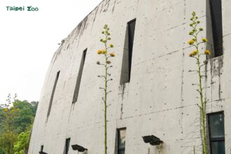 真實的巨大花莖「龍舌蘭」　穿山甲館旁華麗綻放