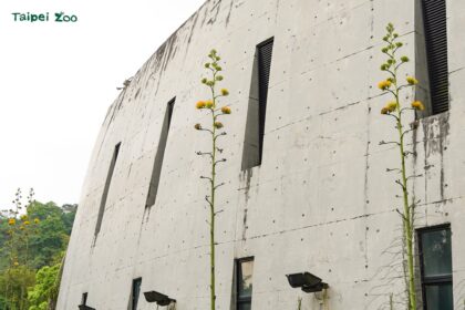 真實的巨大花莖「龍舌蘭」　穿山甲館旁華麗綻放