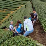 旱象重創南投茶園　温世政現勘籲中央從速、從簡助農損