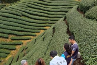 旱象重創南投茶園　温世政現勘籲中央從速、從簡助農損