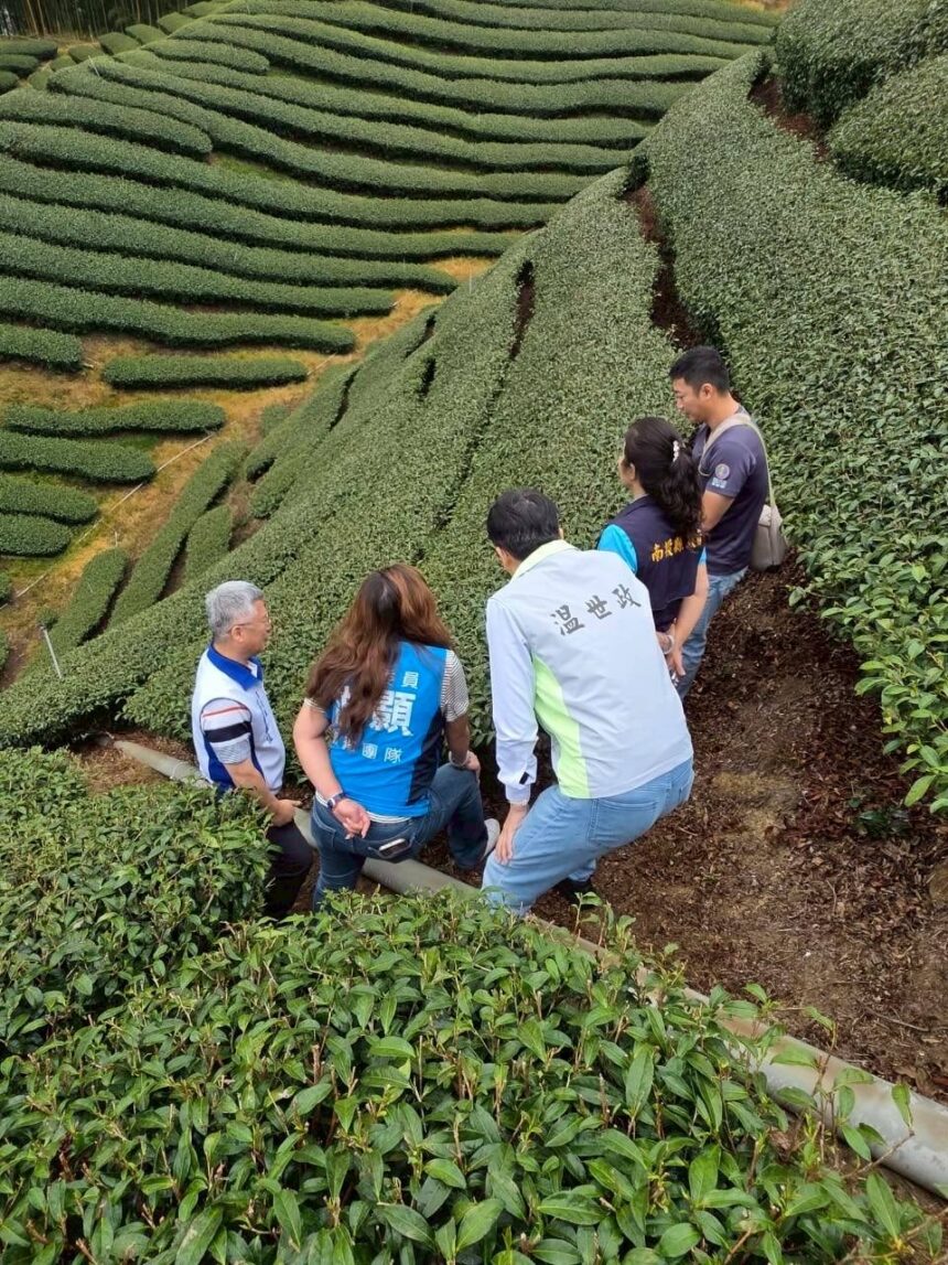 旱象重創南投茶園　温世政現勘籲中央從速、從簡助農損