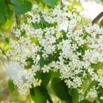 桐花四月雪再現圓林仔　嘉義市桐花祭邀民眾春遊賞花