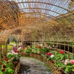 南投杉林溪牡丹花　首度戶外展出　全面提升賞花質感