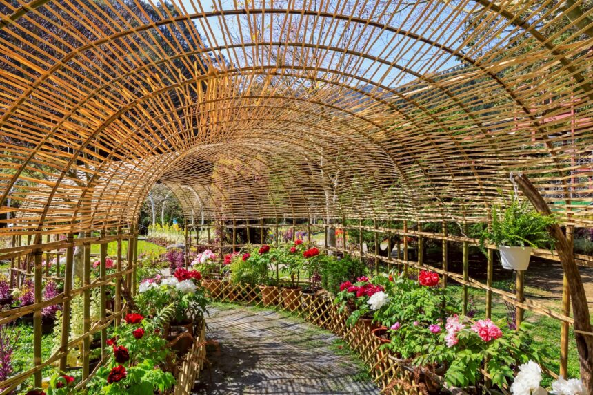 南投杉林溪牡丹花　首度戶外展出　全面提升賞花質感