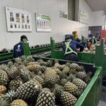 北農穩定外銷節奏　鳳梨第35櫃啟運日本