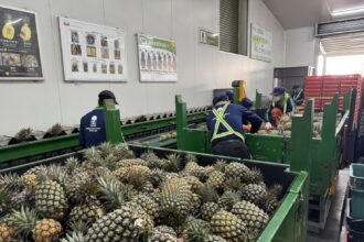 北農穩定外銷節奏　鳳梨第35櫃啟運日本