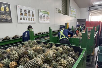 北農穩定外銷節奏　鳳梨第35櫃啟運日本