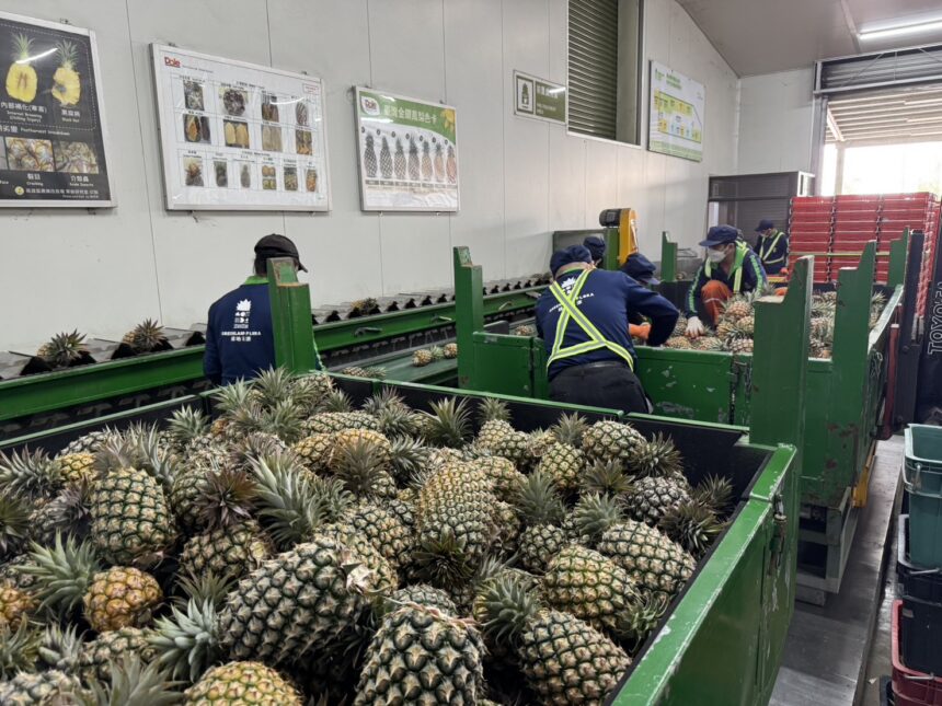 北農穩定外銷節奏　鳳梨第35櫃啟運日本