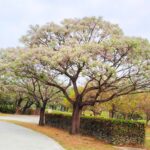 楝花紫雪輕飛揚　妝點春日城市