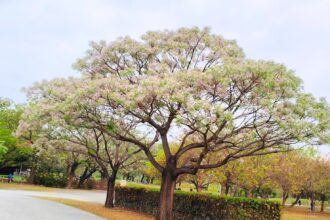 楝花紫雪輕飛揚　妝點春日城市