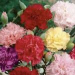 母親節寵愛媽咪盛典　從傳統味蕾到科技舒壓　家樂福推多項優惠