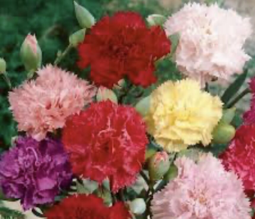 母親節寵愛媽咪盛典　從傳統味蕾到科技舒壓　家樂福推多項優惠