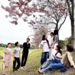 台南仁德滯洪池花旗木綻開 中華醫大師生分享最新花況