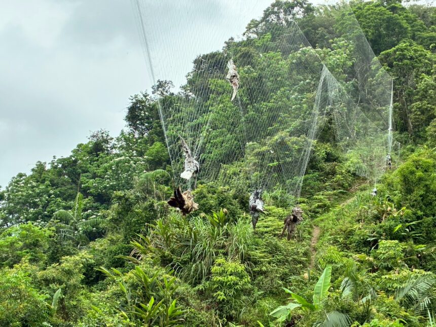 又是人為陷阱！鳥網奪走11條命　只有牠「眨眼」活了下來