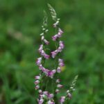 清明時節限定美景　山水綠公園「會旋轉的花」綬草現蹤