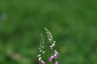 清明時節限定美景　山水綠公園「會旋轉的花」綬草現蹤