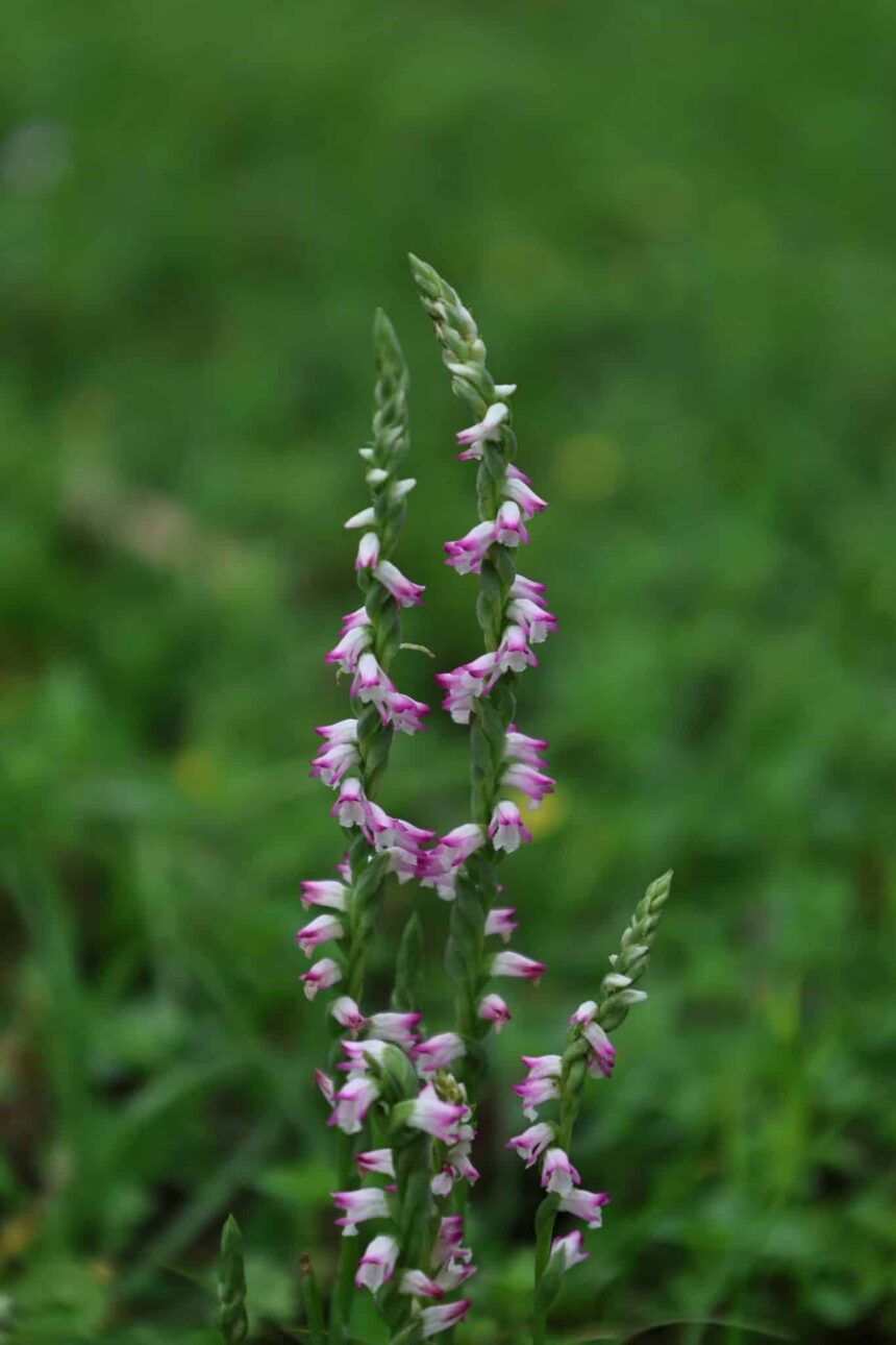 清明時節限定美景　山水綠公園「會旋轉的花」綬草現蹤