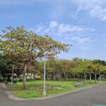 25公尺綠巨人　掌葉蘋婆化身新生公園大遮陽傘