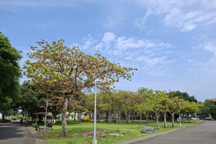 25公尺綠巨人　掌葉蘋婆化身新生公園大遮陽傘