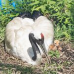 丹頂鶴育雛　經過路過請安靜來欣賞