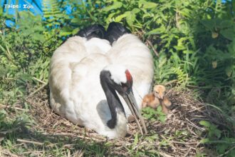 丹頂鶴育雛　經過路過請安靜來欣賞